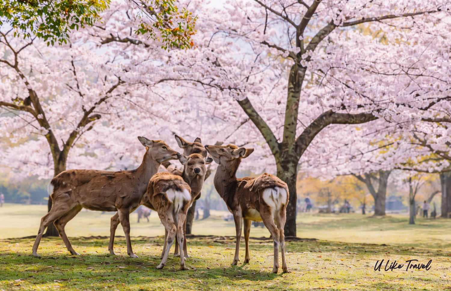 Nara Park ไม่ได้มีแค่กวาง แต่มีช่วงเวลาที่น่าจดจำ | Travel Guide